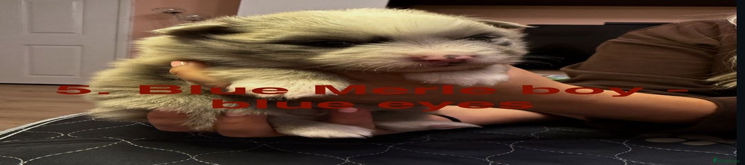 Pomeranian Puppy 5