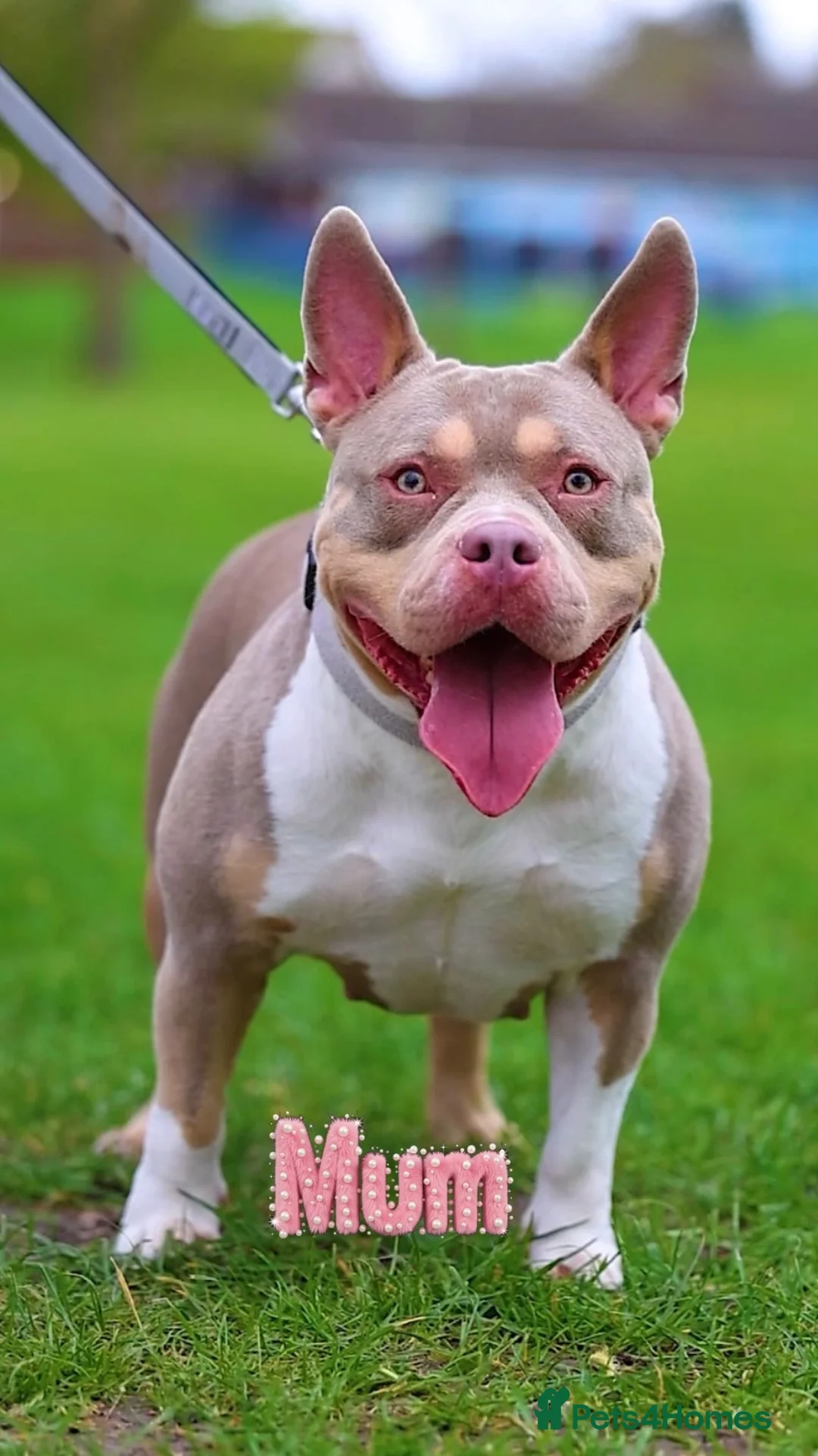 American Bully dogs for sale: ✨ Stunning ABKC Pocket Bully Puppies ✨ - Advert 2