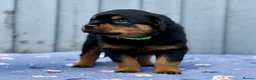 Rottweiler dogs for sale: 5 Exceptional KC Registered Rottweiler Puppies - Advert 31