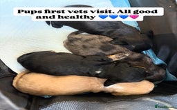 Mixed Breed dogs for sale: Doxiepoos for sale 3 x male 1 x bitch - Image 19