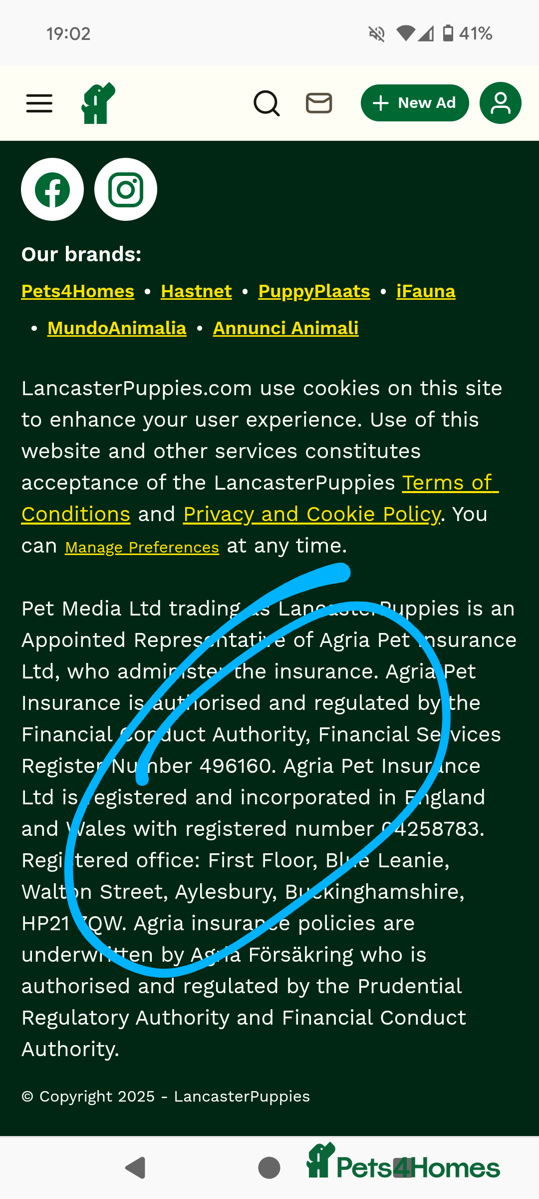 Aegean cats for sale: test aedvert - Advert 4