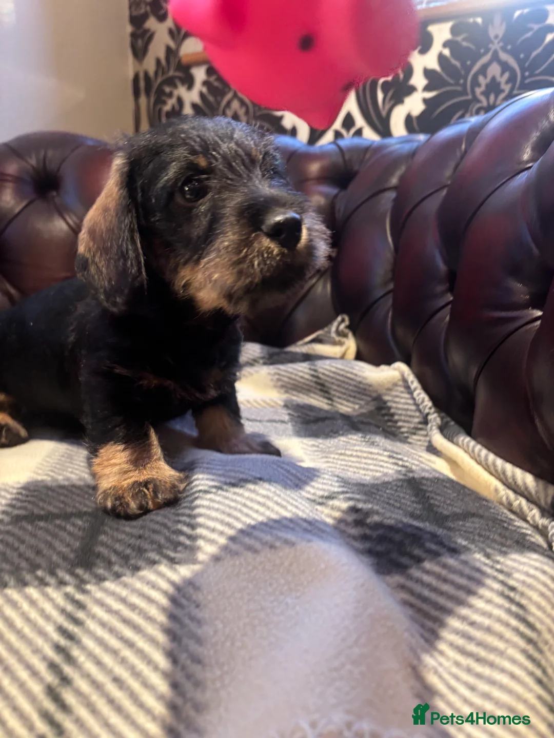 Miniature Dachshund dogs for sale: Miniature WIRE haired dachshund  - Advert 5