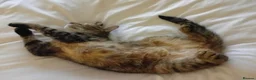 Mixed Breed cats for sale: Looking to re-home - Advert 4
