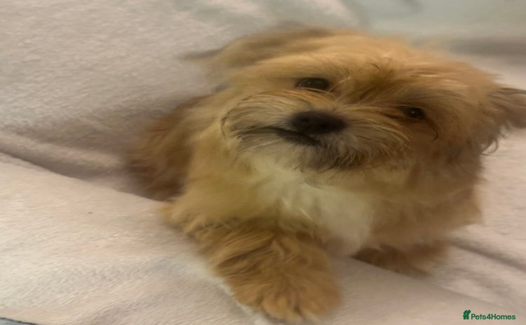 Mixed Breed dogs - Advert 1
