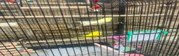 Budgerigars birds for sale: Budgies for sale with cage and toys  in Bradford - Advert 2
