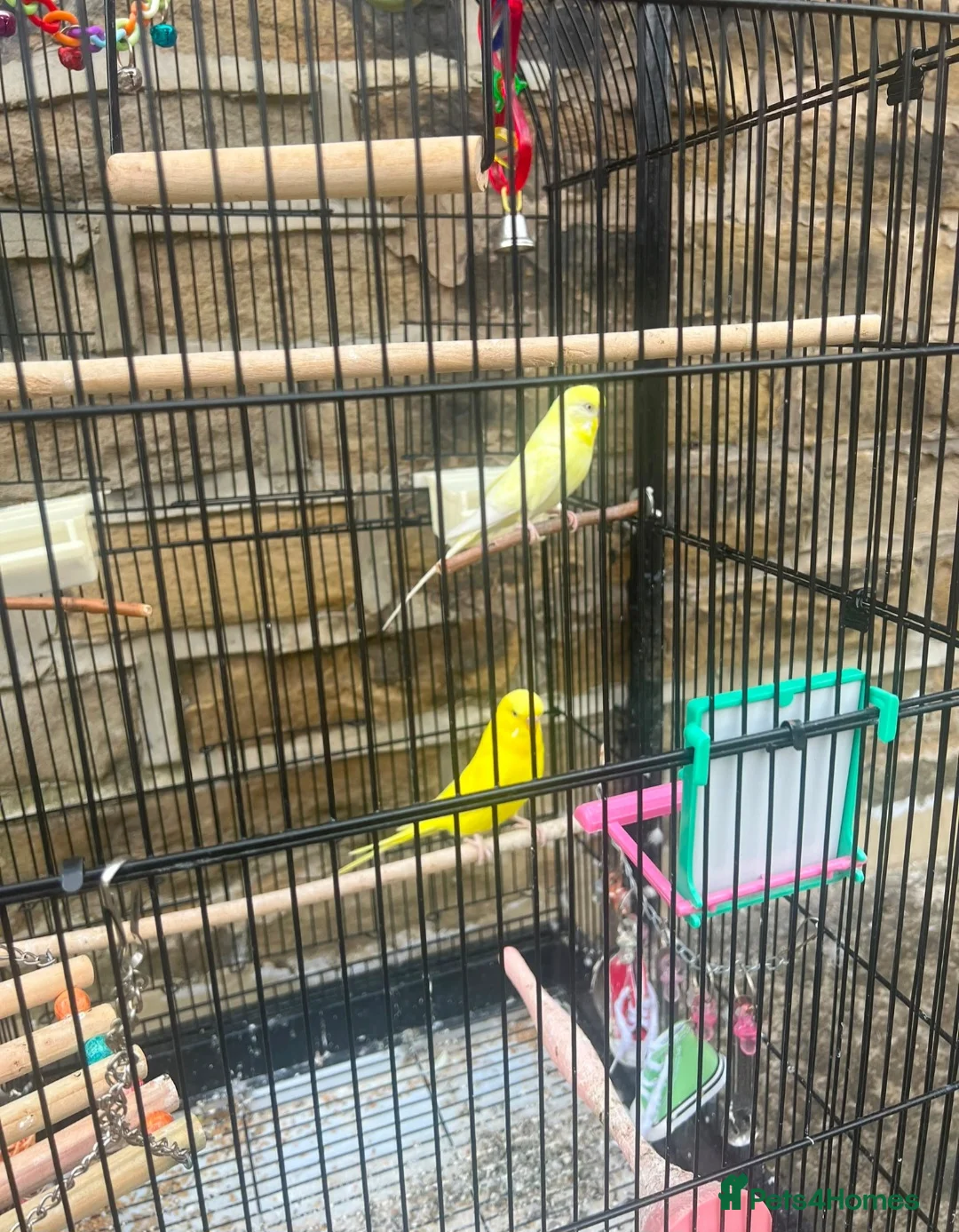 Budgerigars birds for sale: Budgies for sale with cage and toys  in Bradford - Advert 2