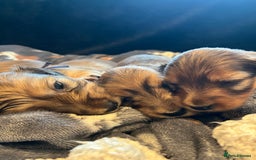 Miniature Dachshund dogs for sale: Family owned miniature longhaired dachshunds - Image 6