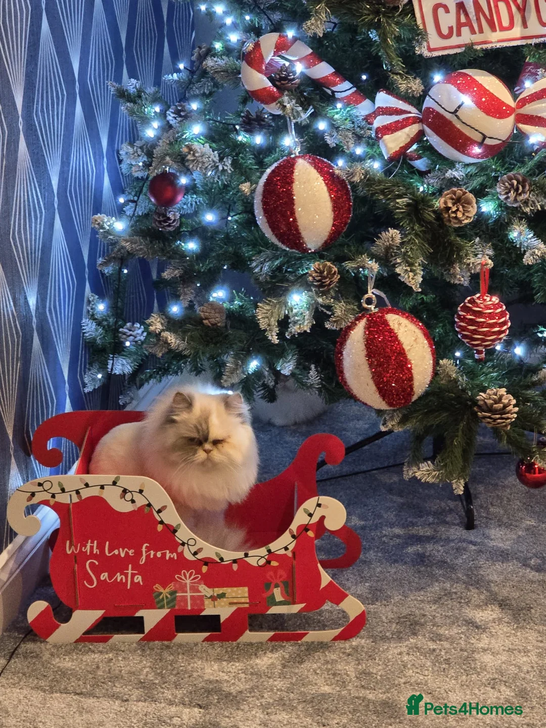 Persian cats for sale: Persian cats  - Advert 4