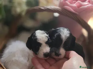 Cavapoo dogs for sale: F1BB Miniature Cavapoo - Advert 1