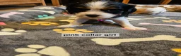Cavalier King Charles Spaniel dogs for sale: Cavalier king charles spaniel puppies  - Advert 8