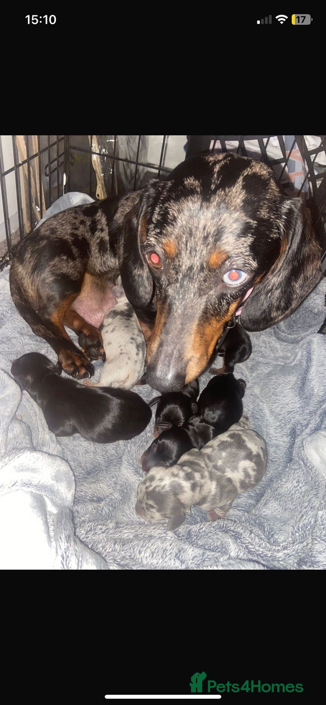 Dachshund dogs for sale: Dashound puppy  - Advert 4