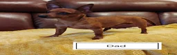 Miniature Pinscher dogs for sale: Beautiful Miniature Pincher puppies  - Advert 4