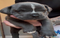 Mixed Breed dogs for sale: Cane Corse X puppies  - Image 22