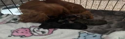 Cavapoo dogs for sale: F1 Toy phantom Cavapoos - Advert 5