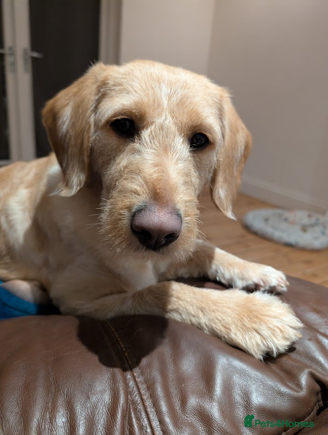 Labradoodle dogs for sale: Maple the Labradoodle - Advert 2