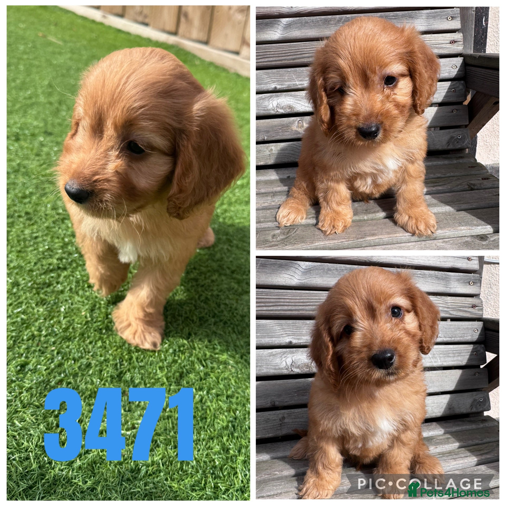Cockapoo dogs Beautiful F1 TOY Cockapoos! - Advert 12