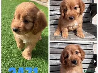 Cockapoo dogs Beautiful F1 TOY Cockapoos! - Advert 12