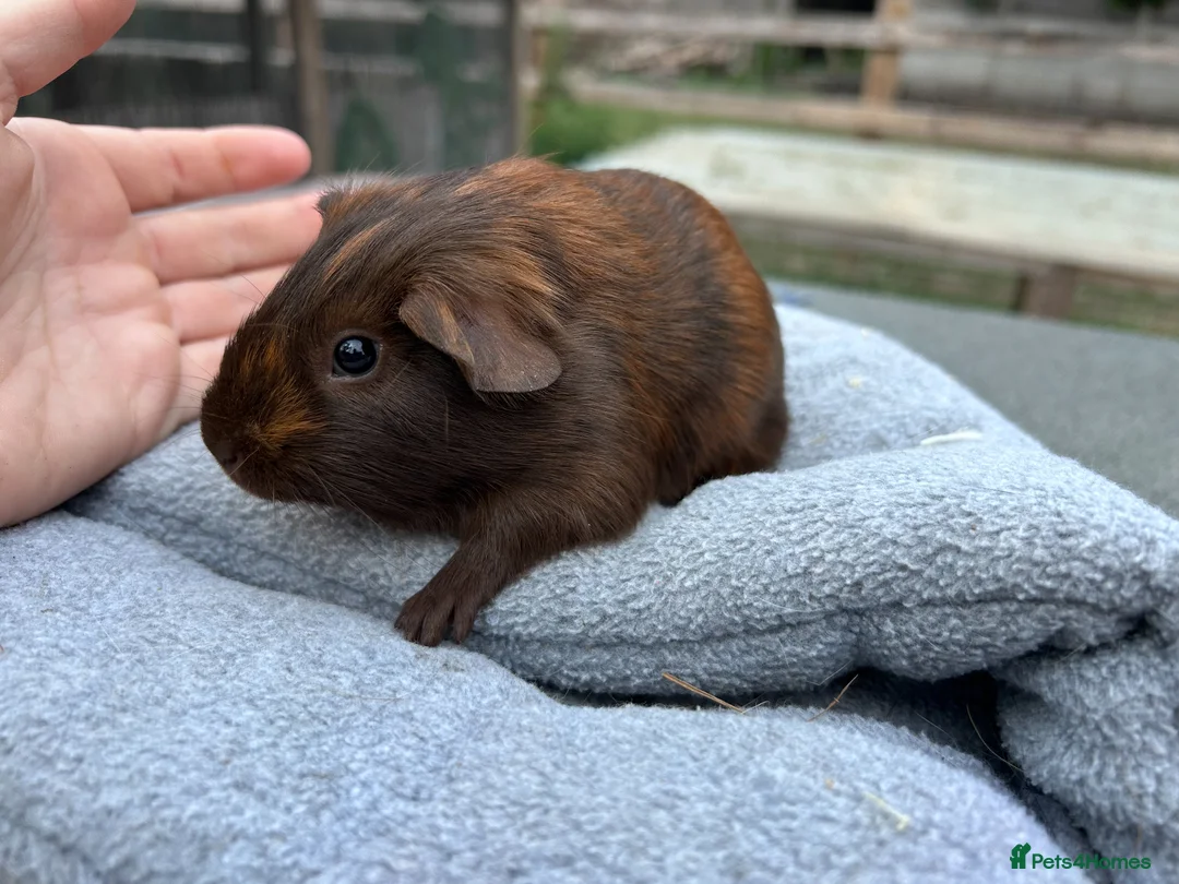 Guinea Pig rodents for sale: Beautiful baby guinea pigs - smooth haired males - Advert 2