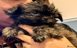 Shih Tzu dogs for sale: Three gorgeous shihtzu puppies  - Image 2