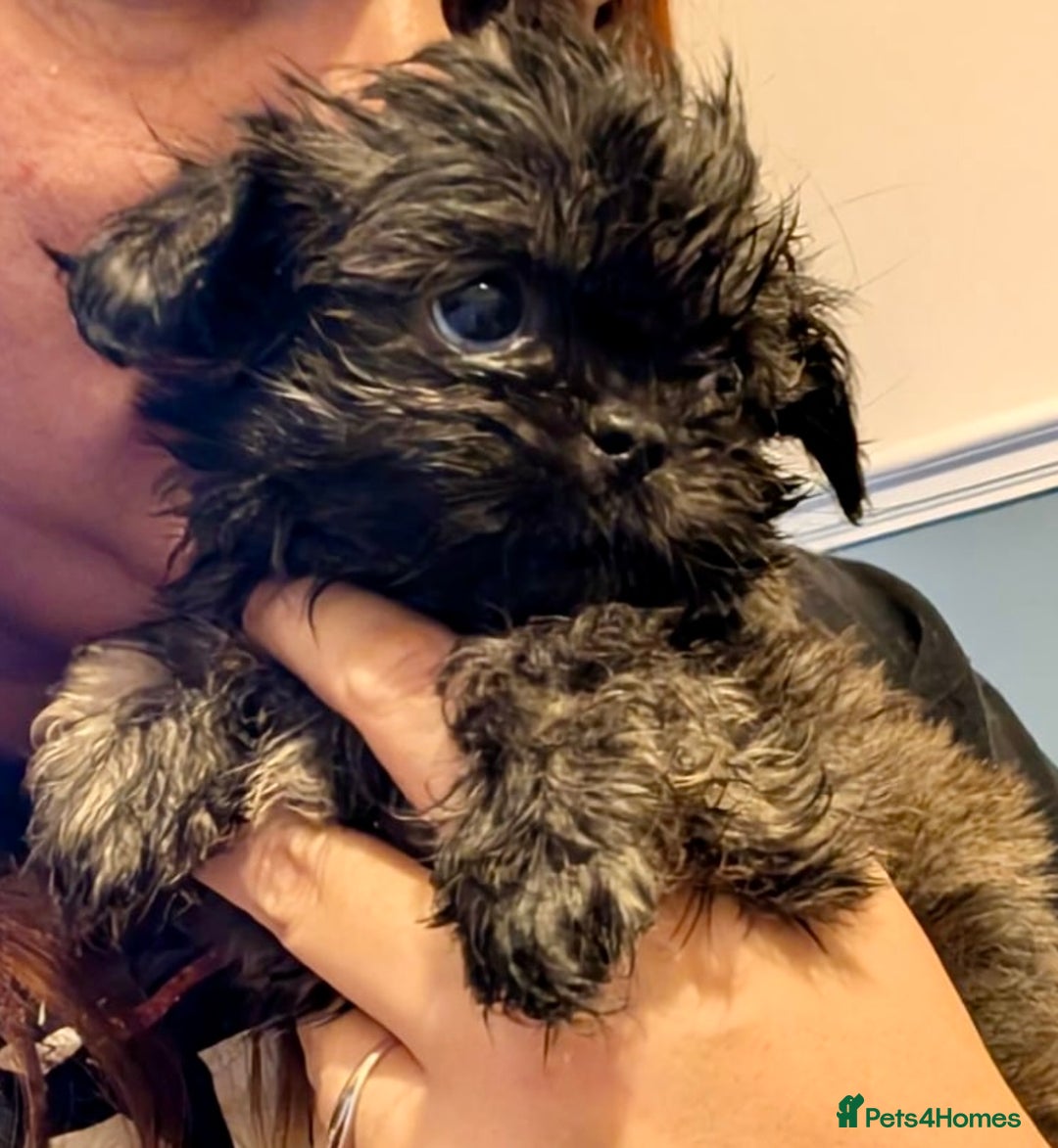 Shih Tzu dogs for sale: Three gorgeous shihtzu puppies  - Image 2