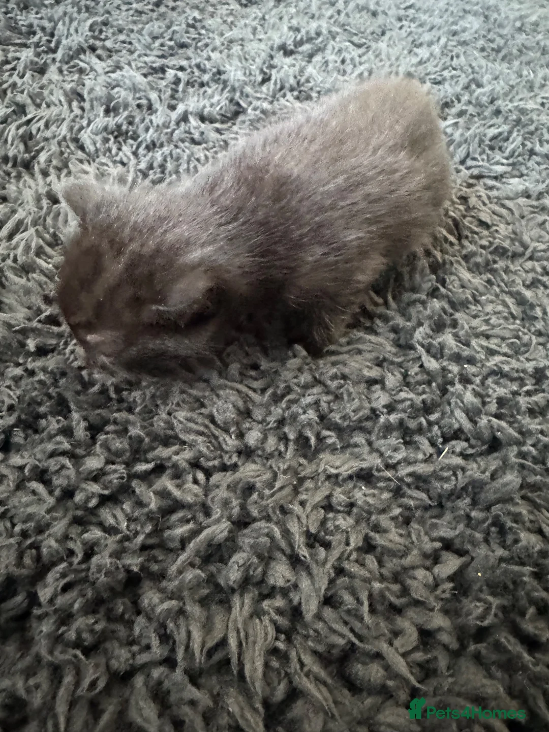 Maine Coon cats for sale: Maine coon mixed kittens  - Advert 9
