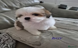 Shih Tzu dogs for sale: READY TO GO NOW Gorgeous Shih tzu puppies - Image 15