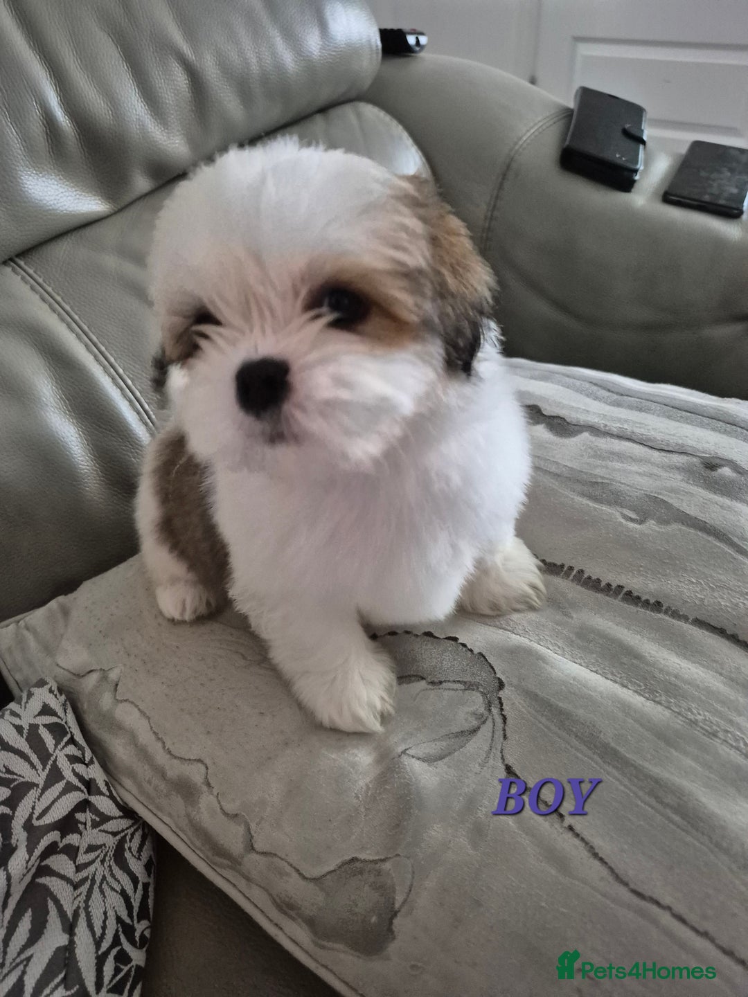 Shih Tzu dogs for sale: READY TO GO NOW Gorgeous Shih tzu puppies - Image 15