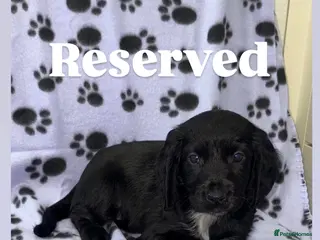 Cocker Spaniel dogs Beautiful Cocker Spaniel Puppies - Advert 17