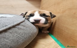 American Bull Staffy dogs for sale: American Staffordshire Bull Terriers - Image 6