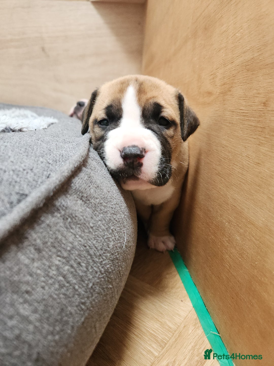 American Bull Staffy dogs for sale: American Staffordshire Bull Terriers - Image 6