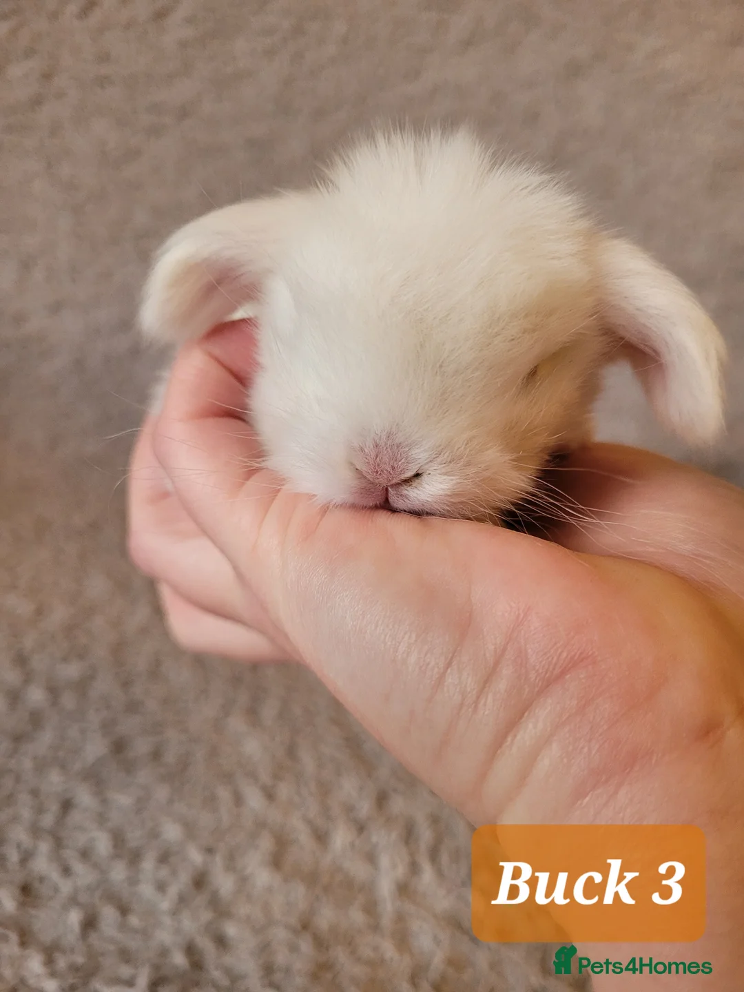 Mini Lop rabbits for sale: Available Beautiful Purebred Mini Lop Bunnies - Advert 5