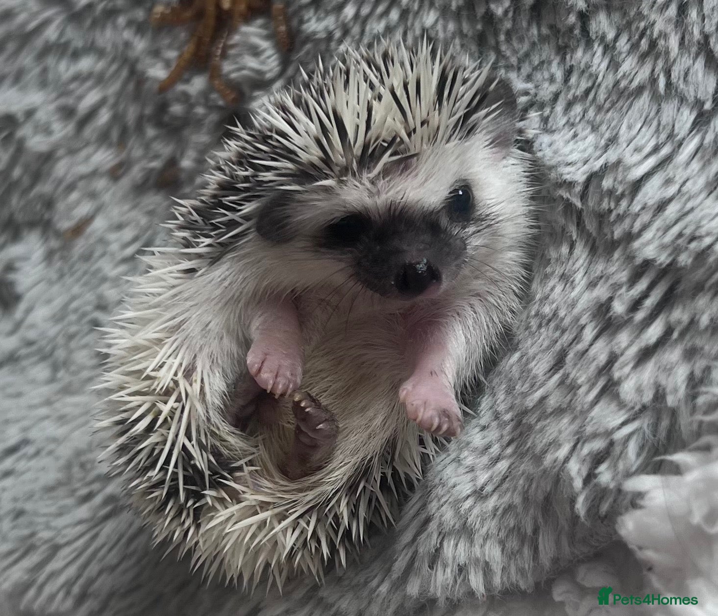 Pygmy Hedgehog rodents African Pygmy hedgehog hoglets  - Advert 14