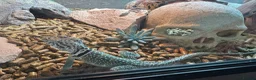 Lizard reptiles for sale: Collared lizards for sale  in Birmingham - Advert 2