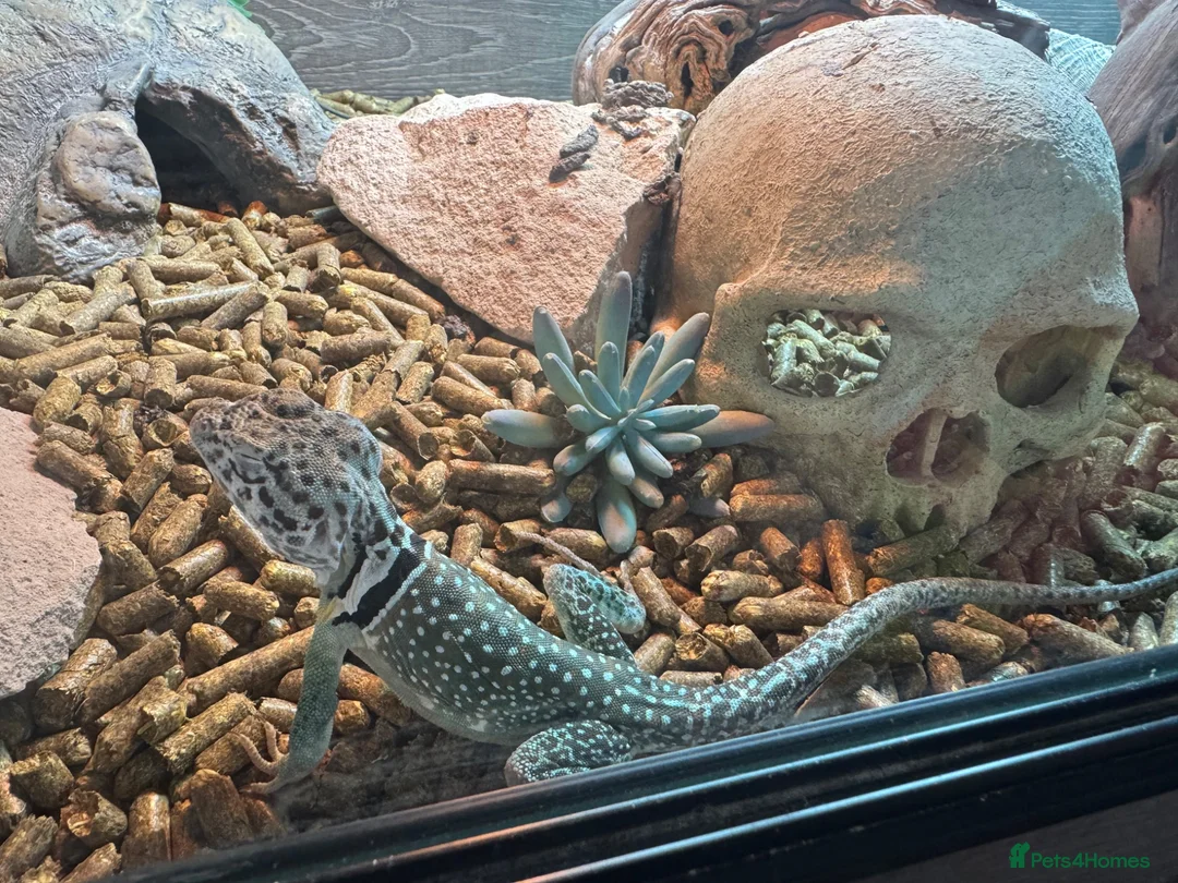 Lizard reptiles for sale: Collared lizards for sale  in Birmingham - Advert 2