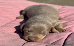Miniature Dachshund dogs for sale: Miniature dachshund puppy’s ❤️ - Image 6