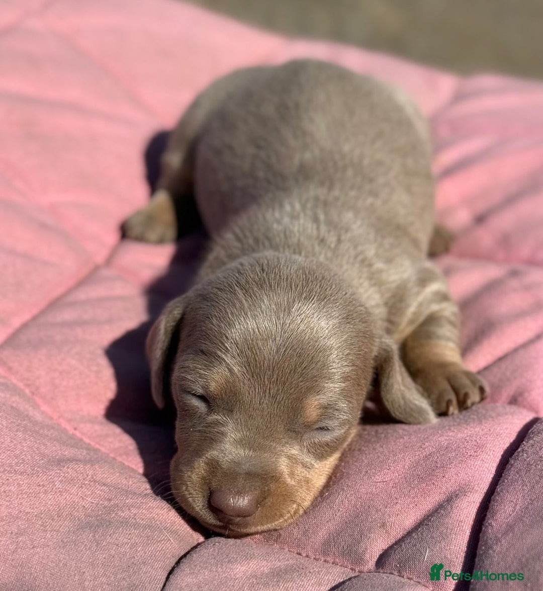 Miniature Dachshund dogs for sale: Miniature dachshund puppy’s ❤️ - Image 6