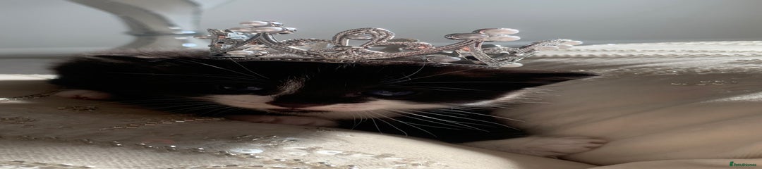 British Shorthair Kitten 1