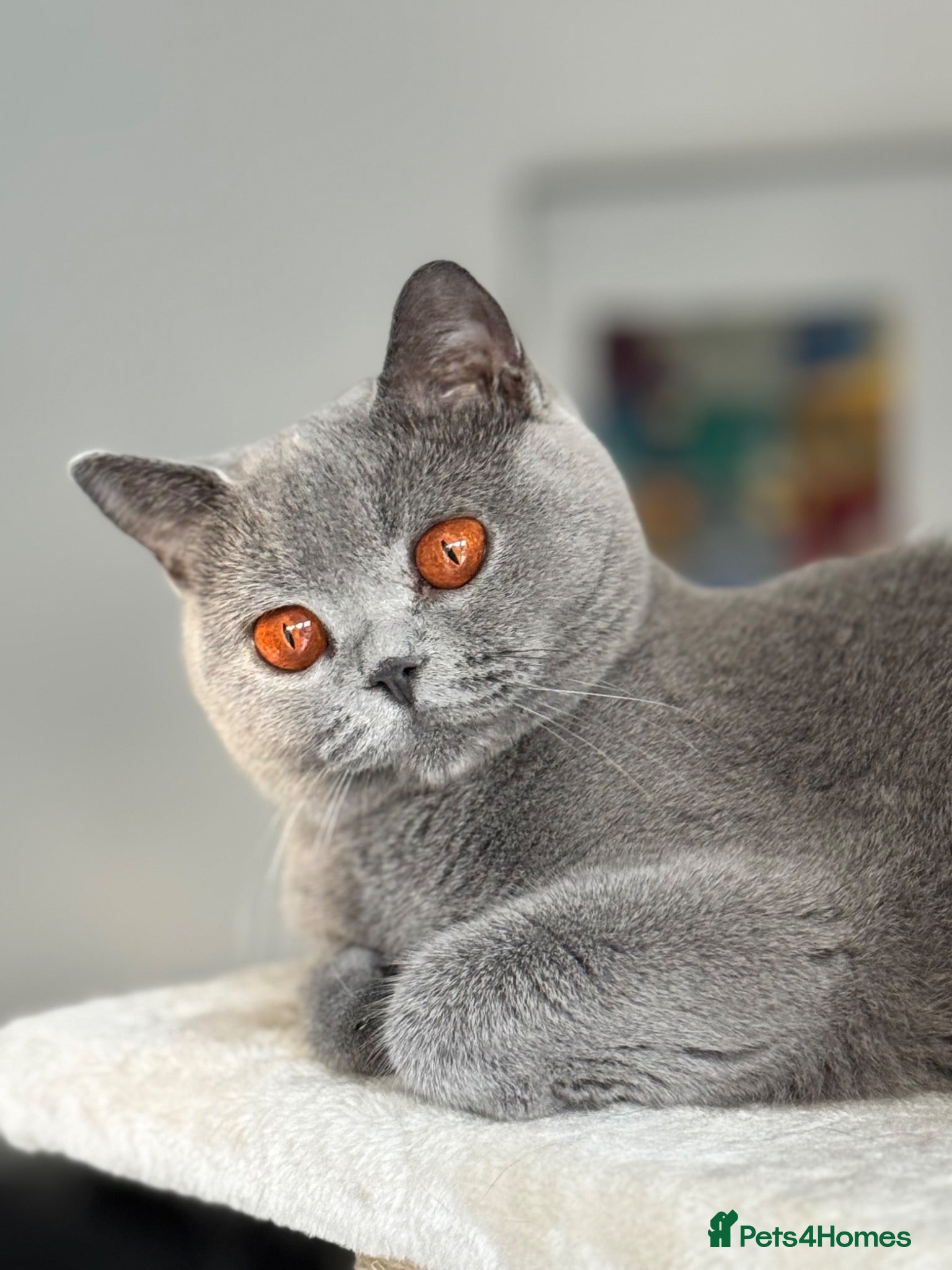 British Shorthair cats Beautiful British Blue Girl Seeks Retirement Home - Advert 2