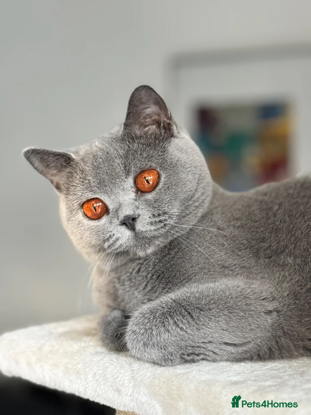 British Shorthair cats for sale: Beautiful British Blue Girl Seeks Retirement Home - Advert 1