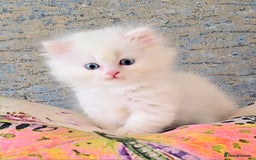 Persian cats for sale: Rare SHORT LEG Persian - Image 3