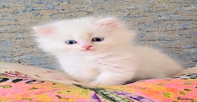 Persian cats - Advert 1