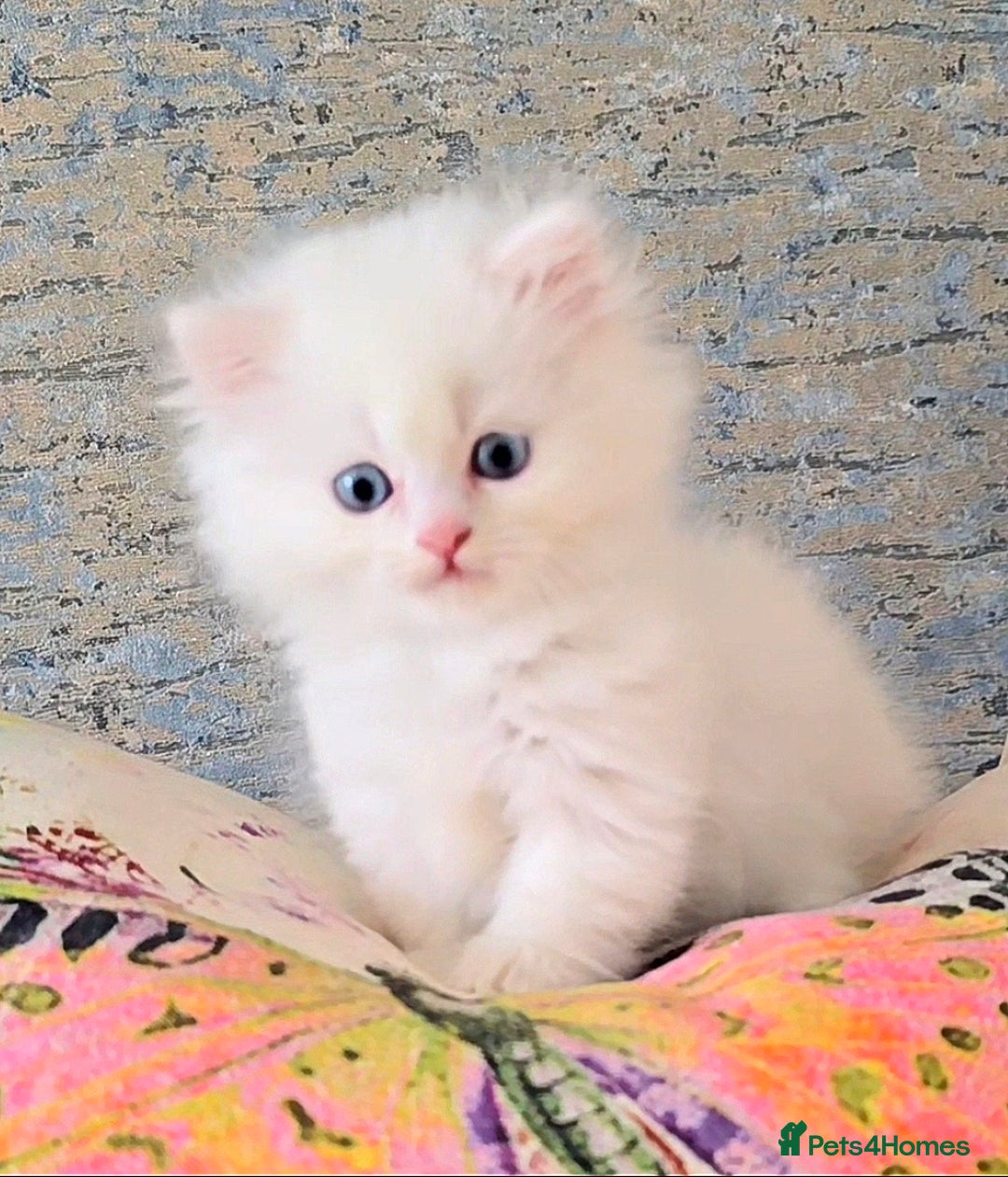 Persian cats for sale: Rare SHORT LEG Persian - Image 3