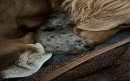 Miniature Dachshund dogs for sale: Long hair miniature dachshund  - Image 3