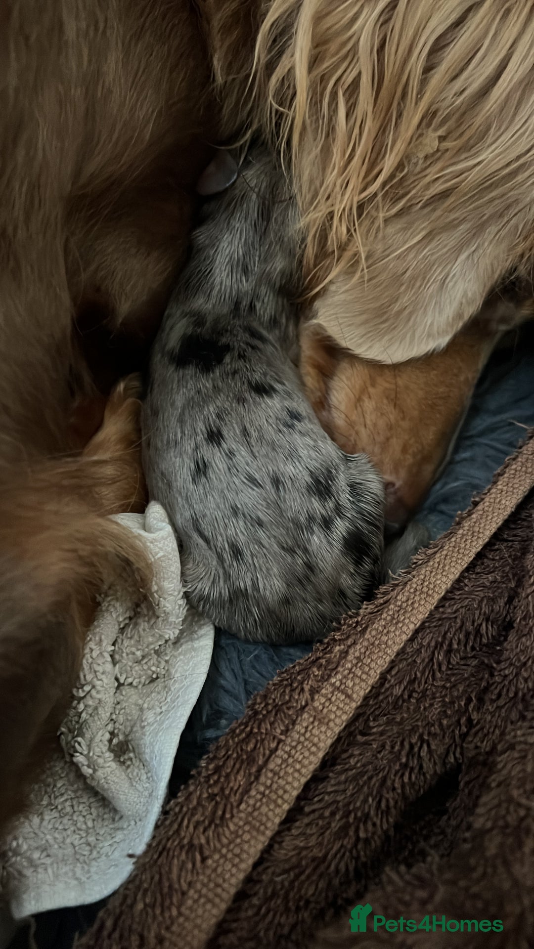 Miniature Dachshund dogs for sale: Long hair miniature dachshund  - Image 3