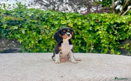 Cavalier King Charles Spaniel dogs for sale: Gorgeous Black Tan and Tri Cavalier Puppies - Image 12