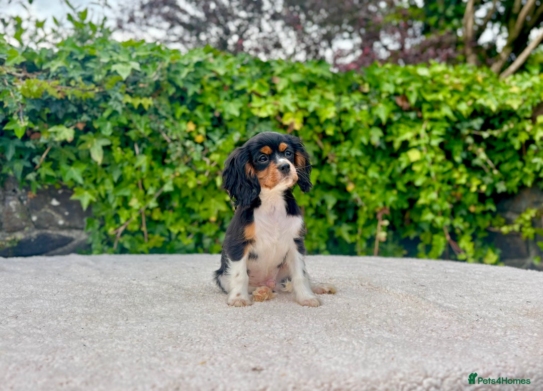 Cavalier King Charles Spaniel dogs for sale: Gorgeous Black Tan and Tri Cavalier Puppies - Image 12