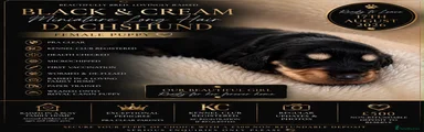 Miniature Dachshund 1