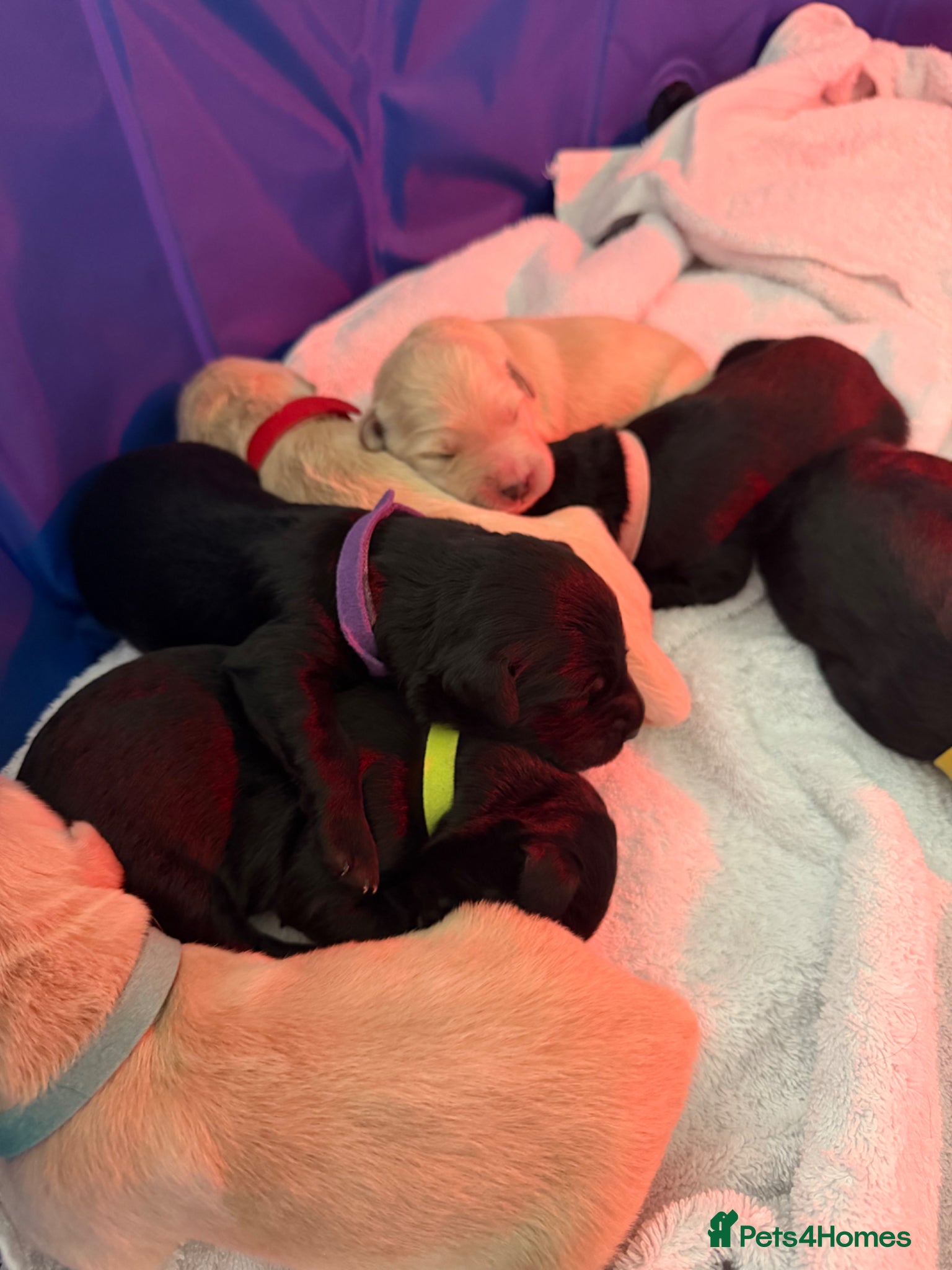 Mixed Breed dogs Golden Retriever x Collie Pups, Reservations Open - Advert 2