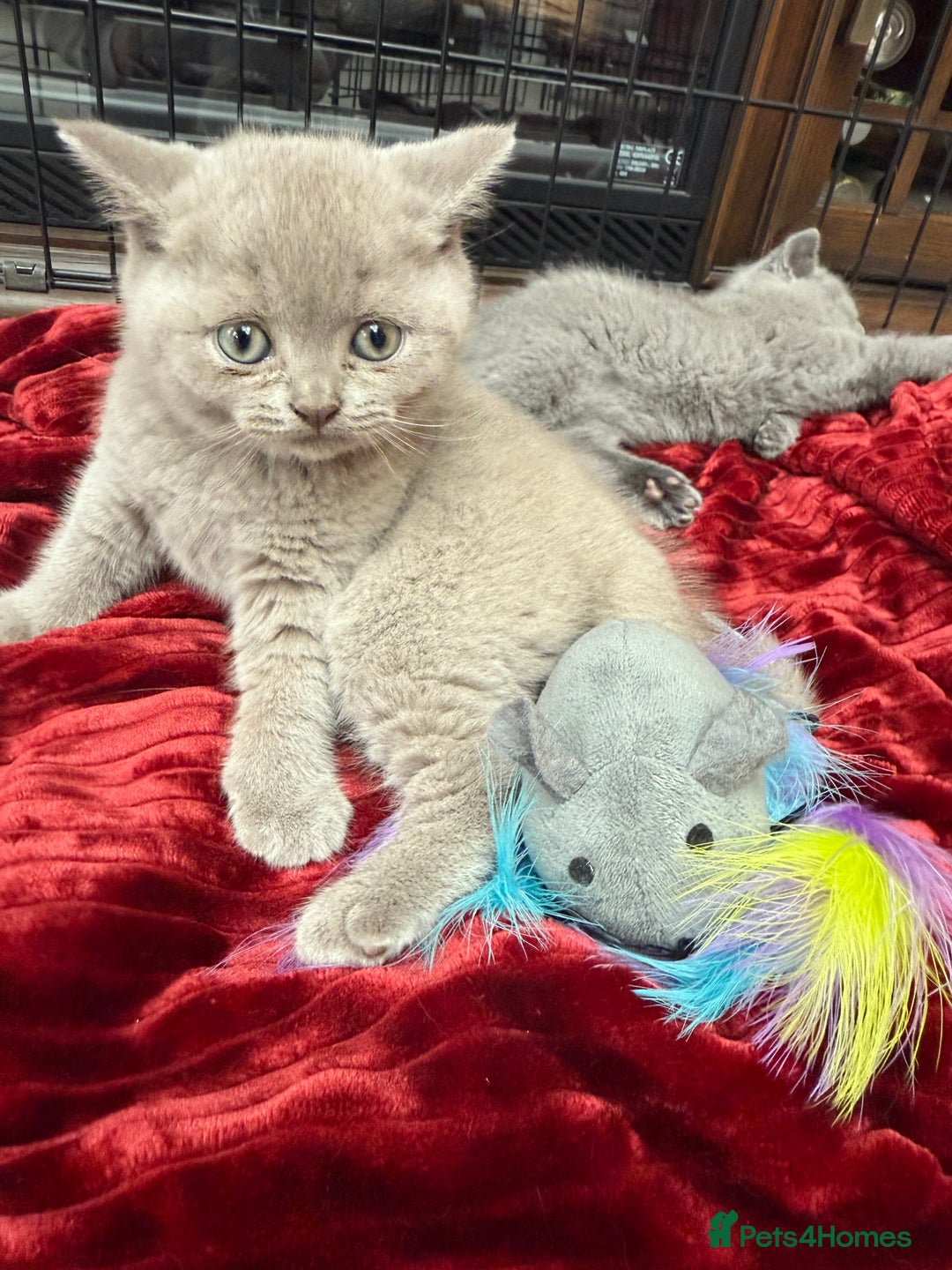 British Shorthair cats for sale: Four Beautiful British Short Hair Kittens  - Image 1