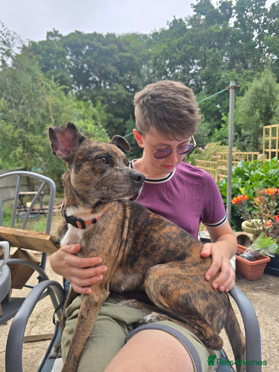 Mixed Breed dogs for sale: Staffy X Whippet - Image 1